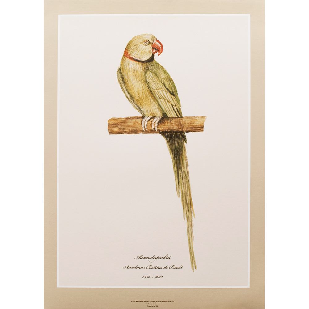 Alexandrine Parakeet by Anselmus De Bood~P77660888