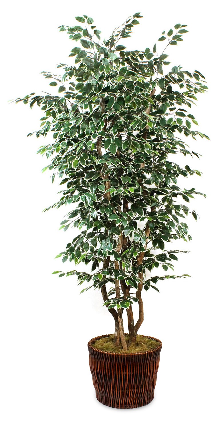 90" Variegated Ficus Tree w/ Basket Planter, Faux One Kings Lane
