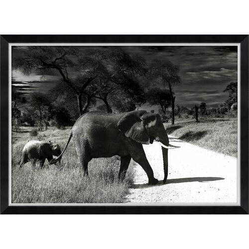 Black & White Elephant Family~P77516354