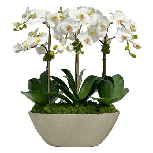 Faux Orchid in Oval Planter, White/Green