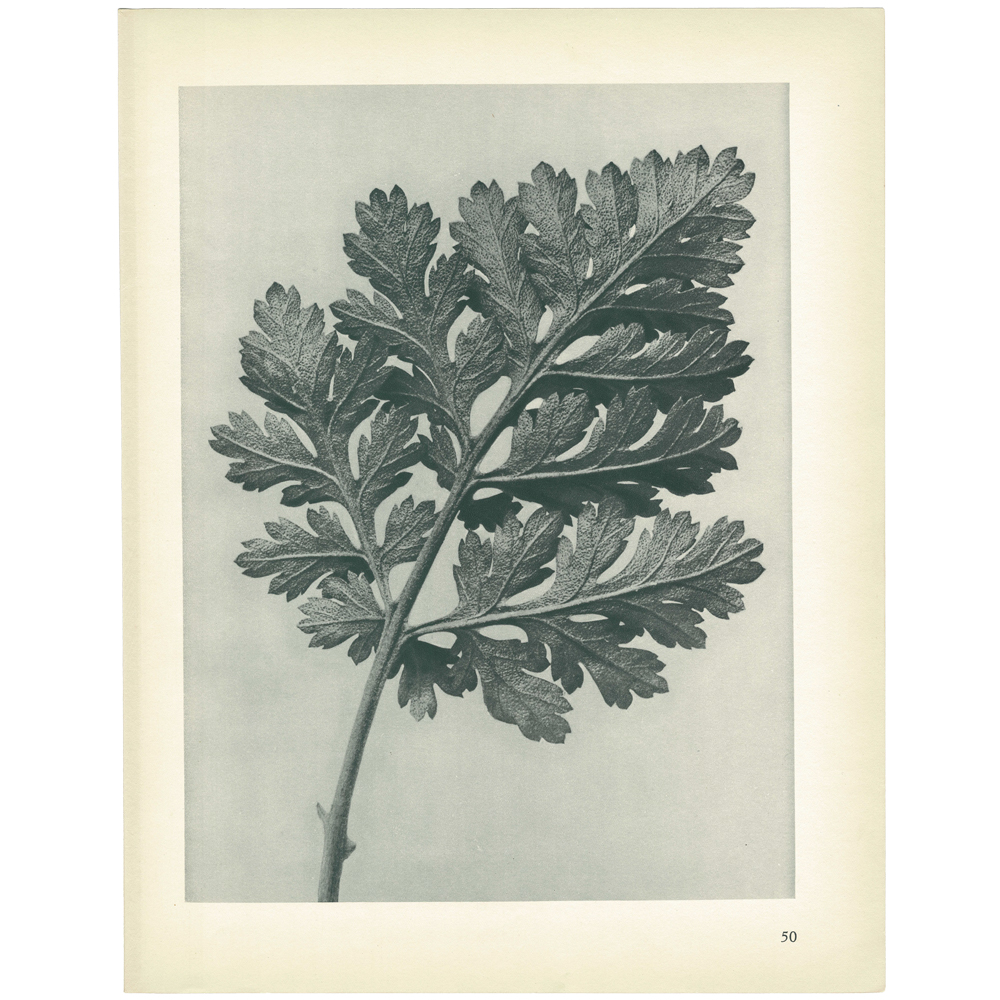1928 Blossfeldt, Feverfew Chrysanthemum~P77579526