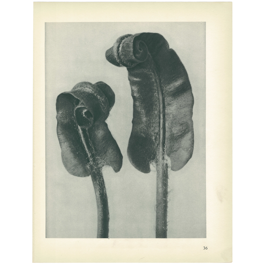 1928 K.Blossfeldt, Scolopendrium Vulgare~P77579503