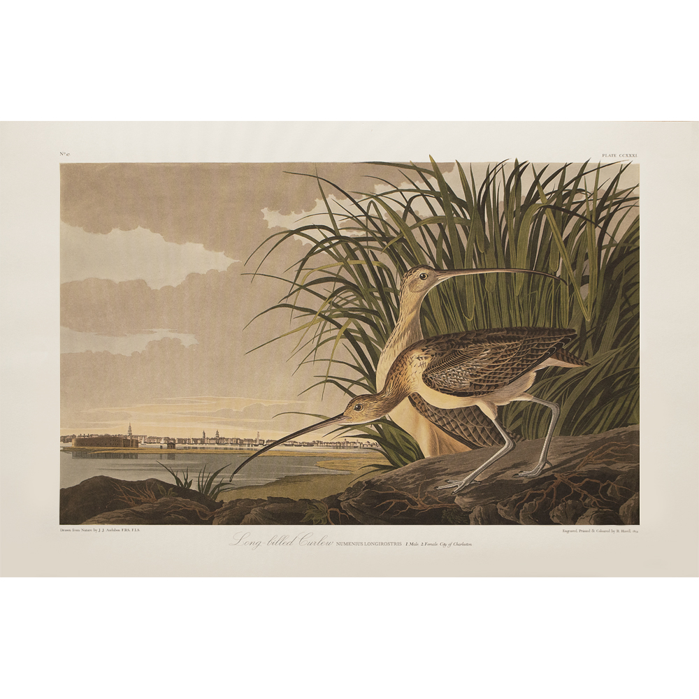 Audubon, Long-Billed Curlew~P77597662