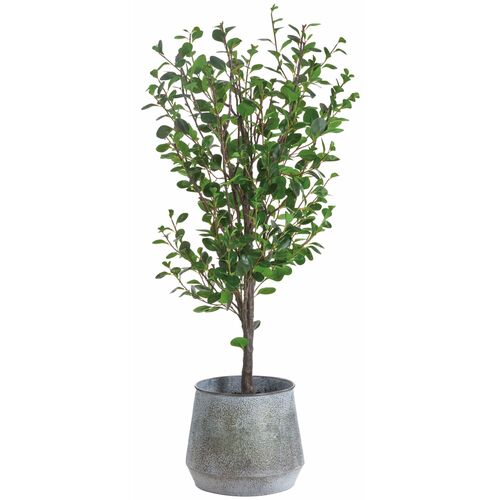 78" Cotinus Tree, Green