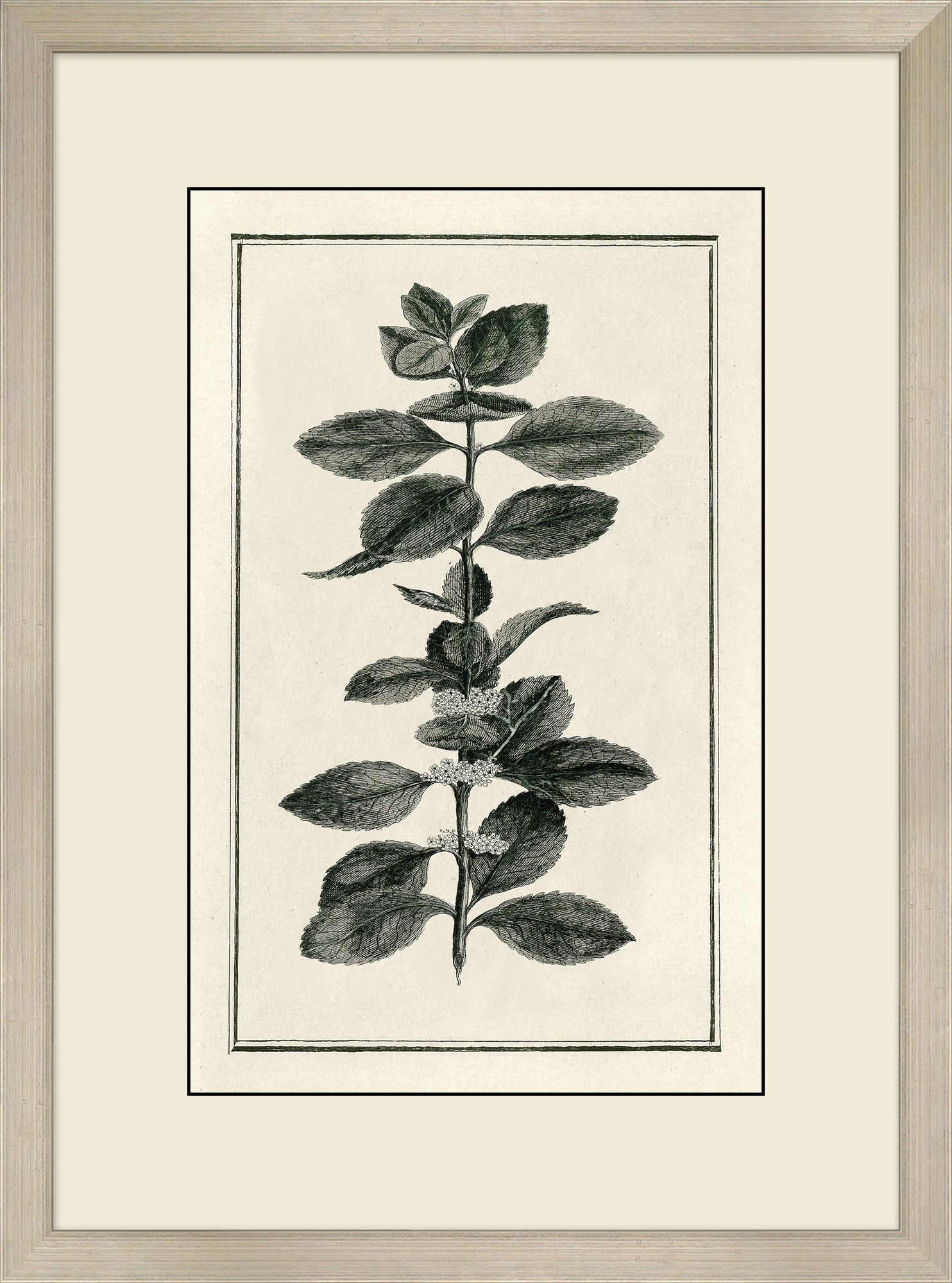 【i&n_ Botanical.】 91Ji7r0xpsL._AC_UF350,