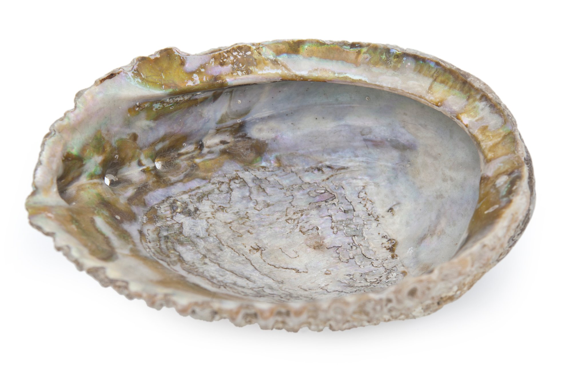Large Abalone Shell~P77609638