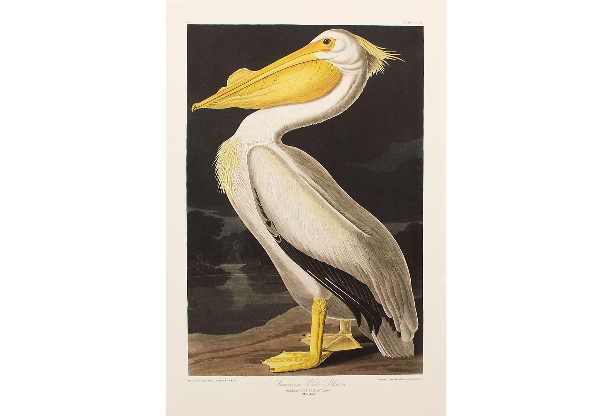 American White Pelican by Audubon~P77597710