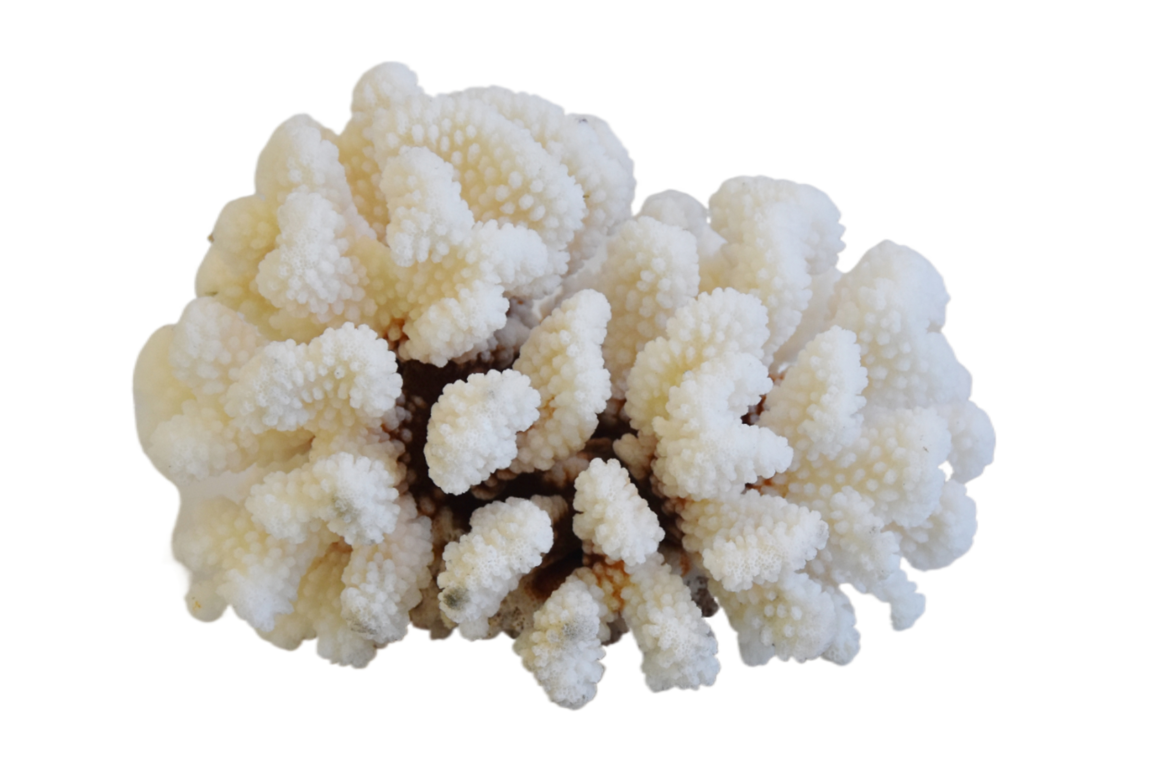 Coastal Nautical Cream Coral Specimen~P77668466