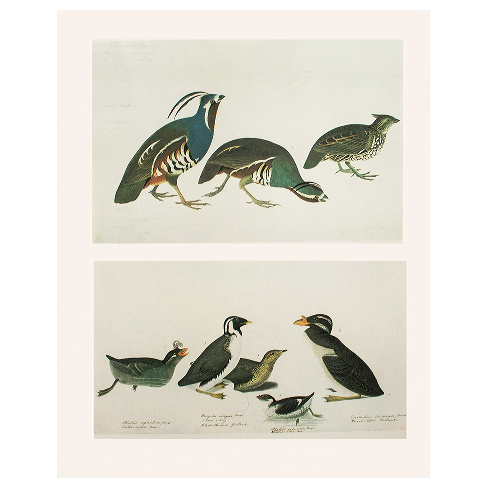 1966 Audubon, Birds of America Prints~P77660908