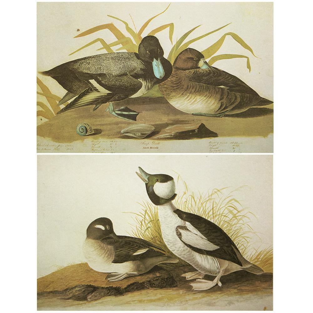 Audubon, Scaup Duck and Bonaparte's Gull~P77587269