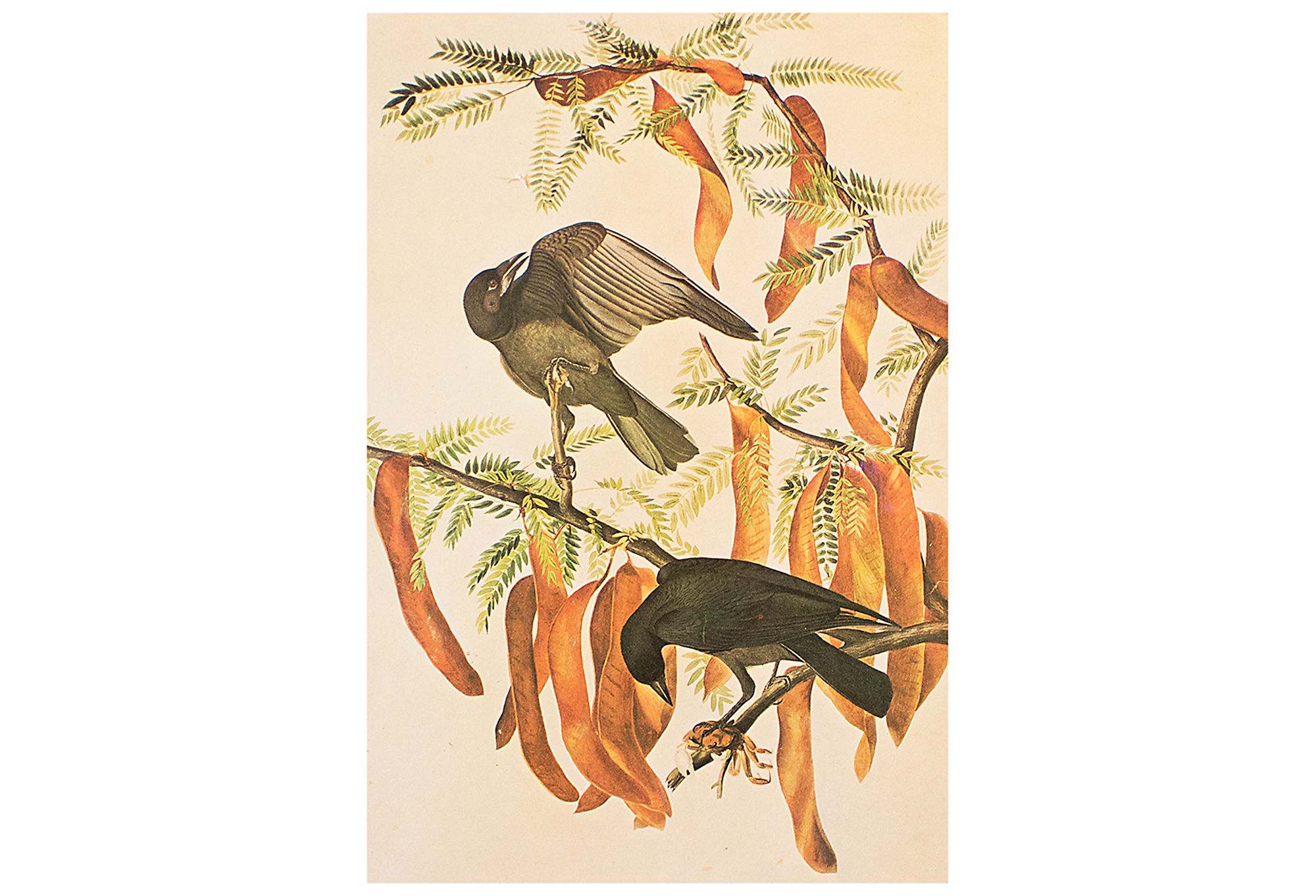 Fish Crow by Audubon, 1966 Cottage Print~P77589784