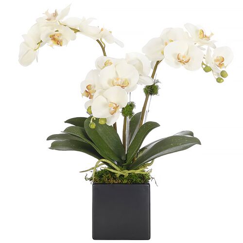 20" Orchid Phalaenopsis in Ceramic Cube, Faux