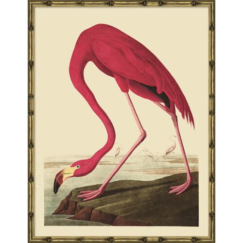 Audubon Flamingo~P77441694