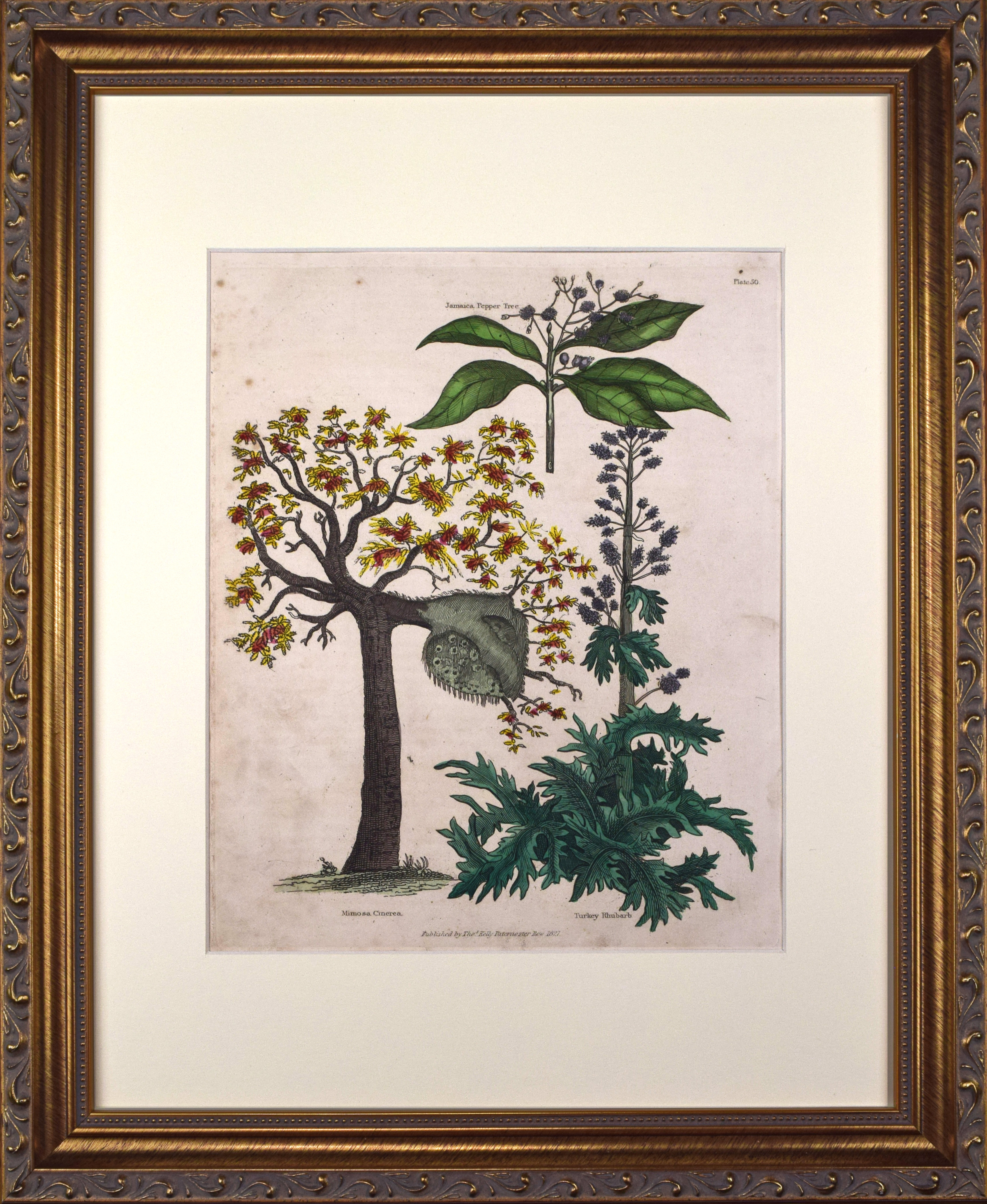 19thC Mimosa English Botanical Engraving~P77666134