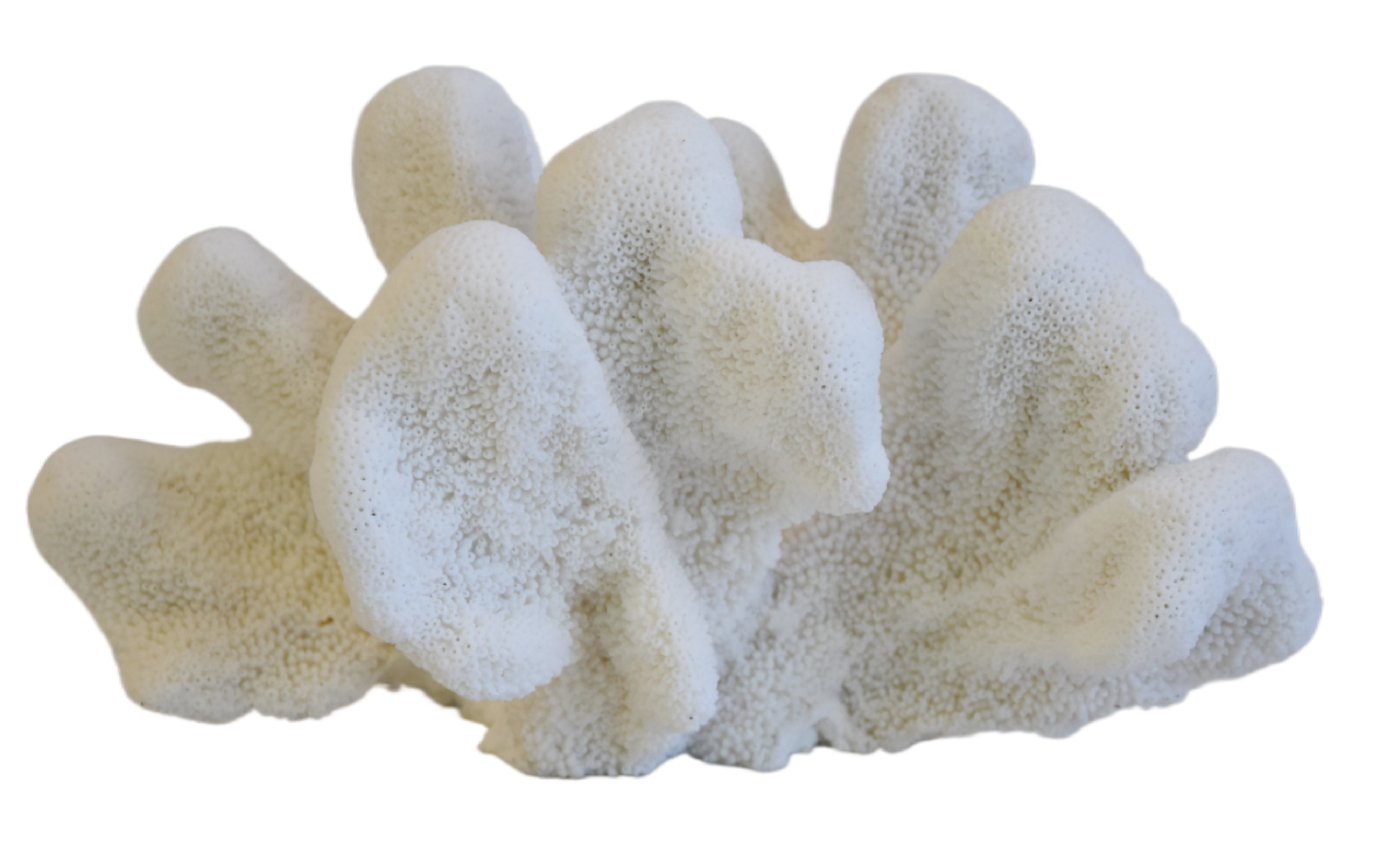 Coastal Nautical White Coral Specimen~P77668464