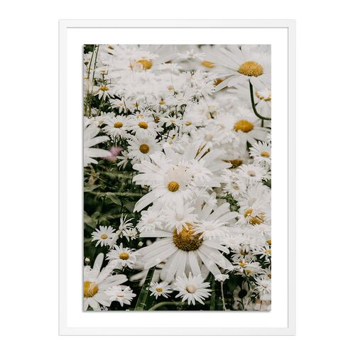 Annie Spratt, Echinacea Photograph