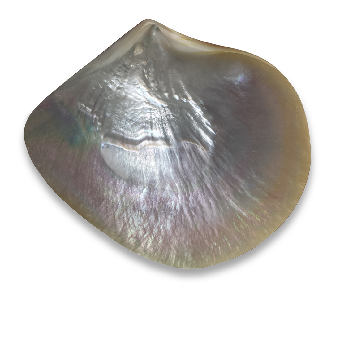 Polished Abalone Shell~P77660219