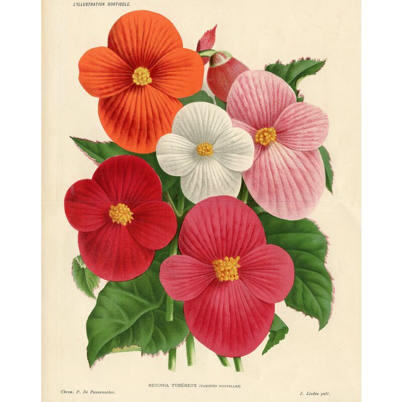 Belgium Begonia Print, 1885