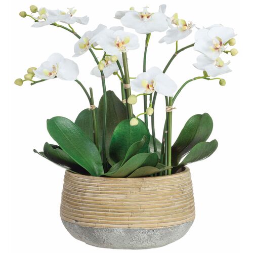 18" Phalaenopsis Orchids Arrangement, Green