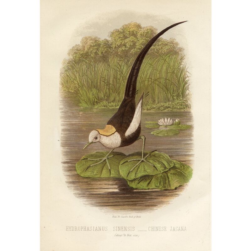 1870s Chinese Jacana in a Lily Pond