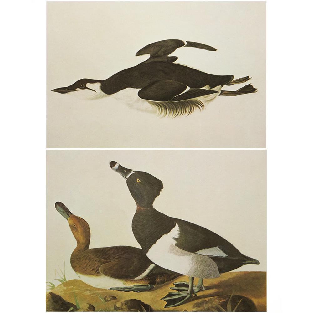 Audubon, Guillemot & Ring-Necked Duck~P77567751