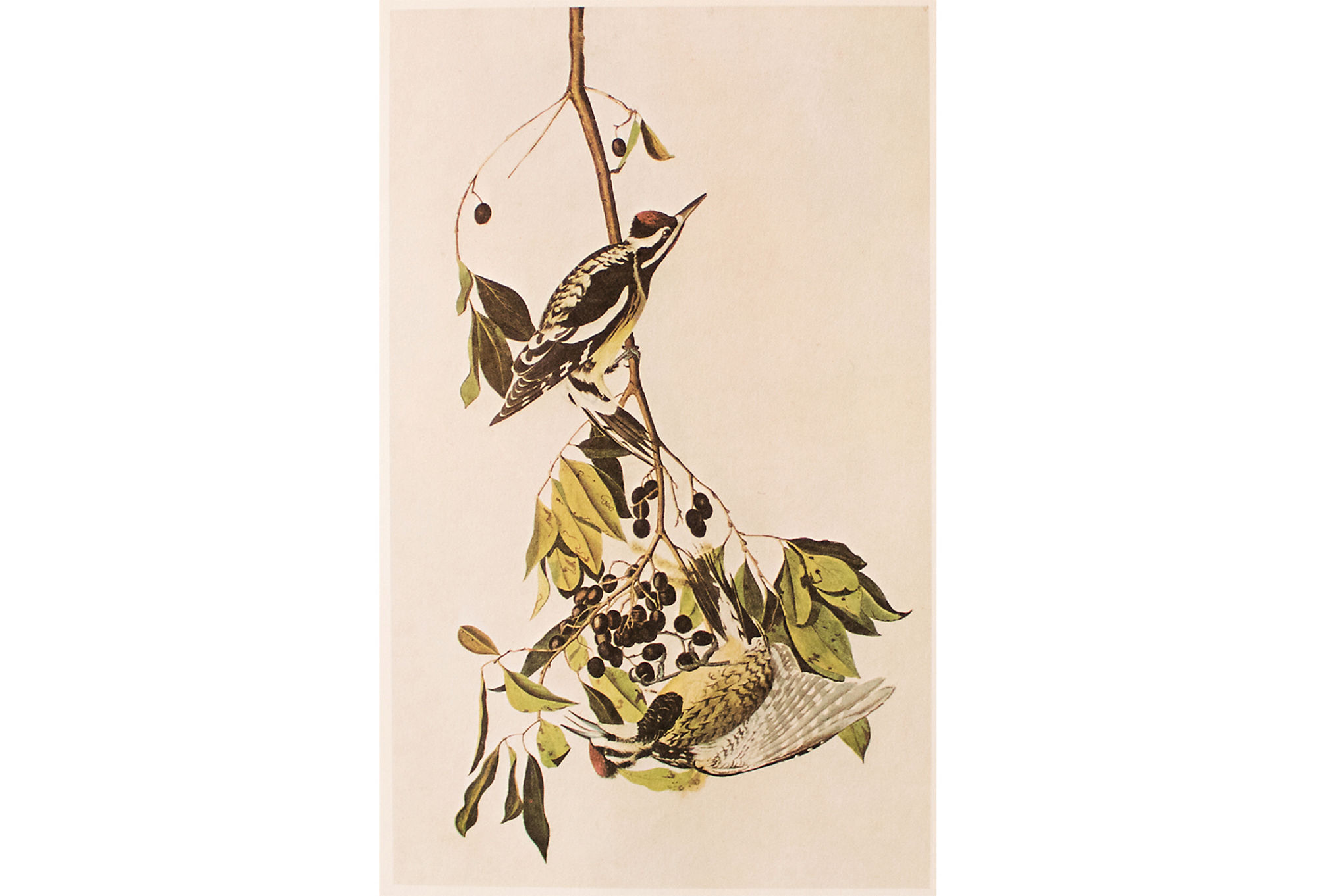 1966 Audubon, Yellow-Bellied Sapsucker~P77586949