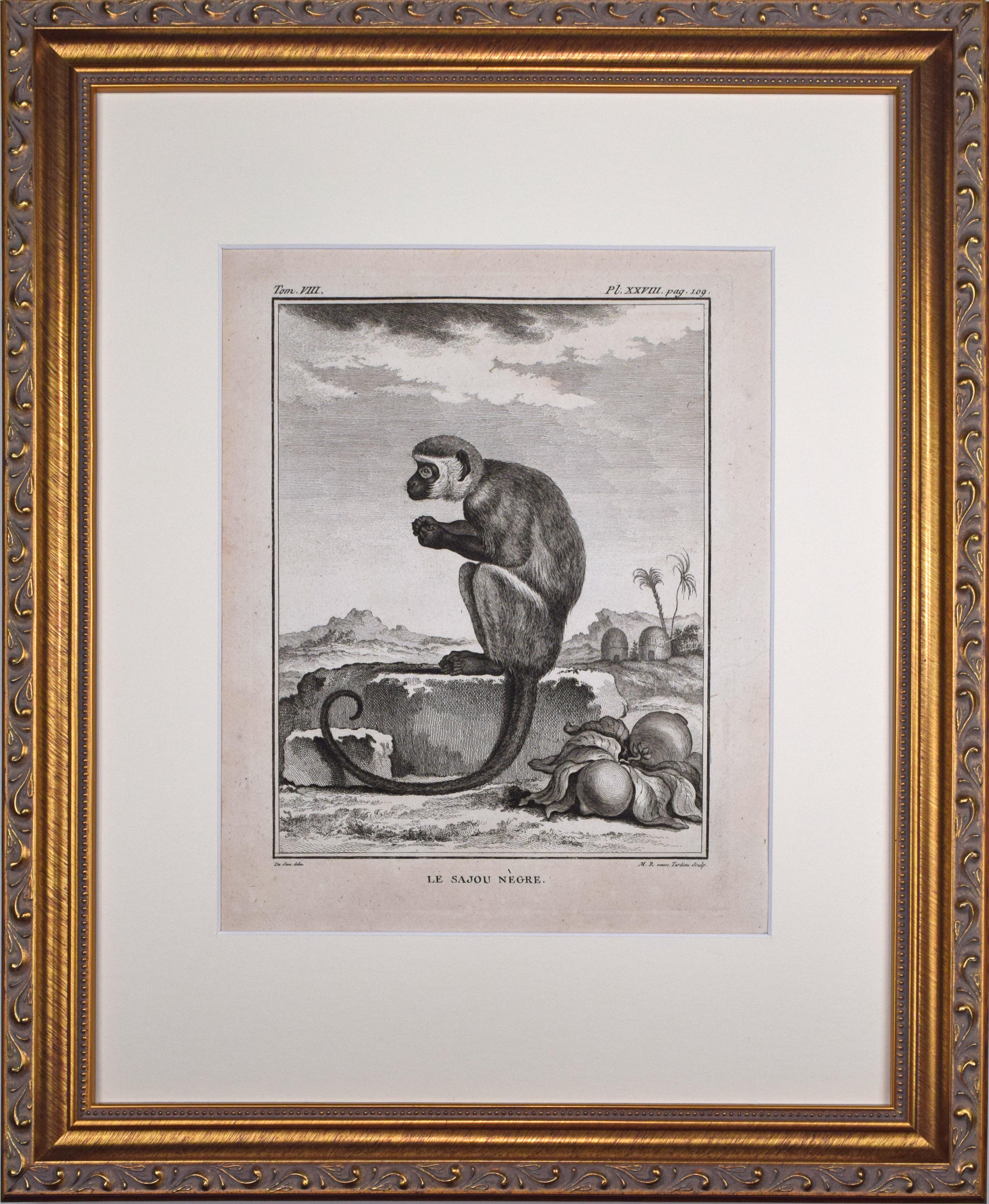 18th Century French Monkey Engraving~P77666037