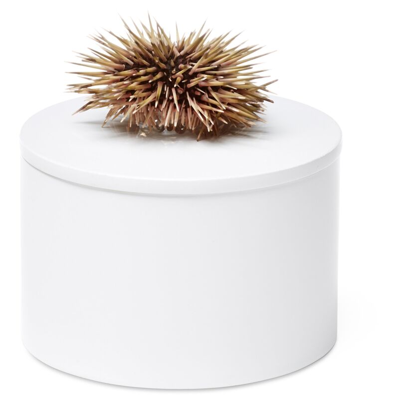 Round White Box w/ Sea Urchin
