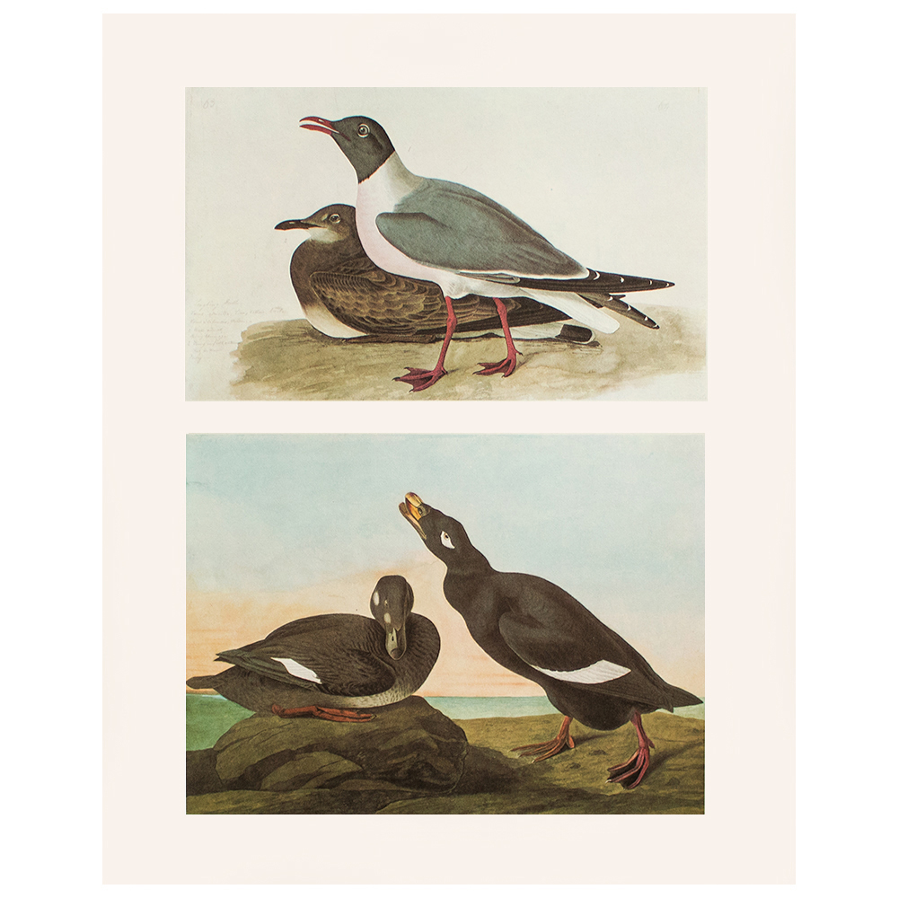 Laughing Gull and Velvet Duck by Audubon~P77589908