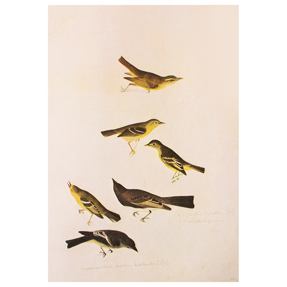 Birds of America by Audubon, 1966~P77586943