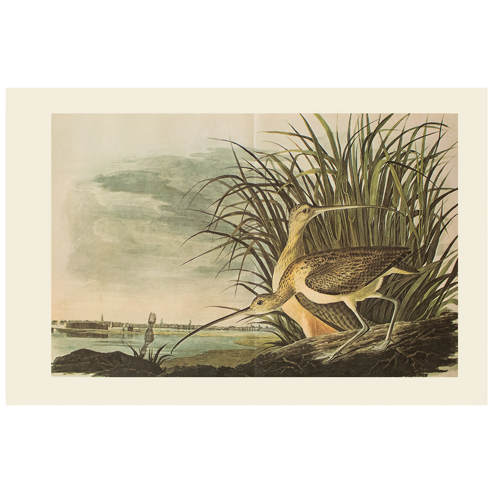 Audubon, XL Print of Long-Billed Curlew~P77587187