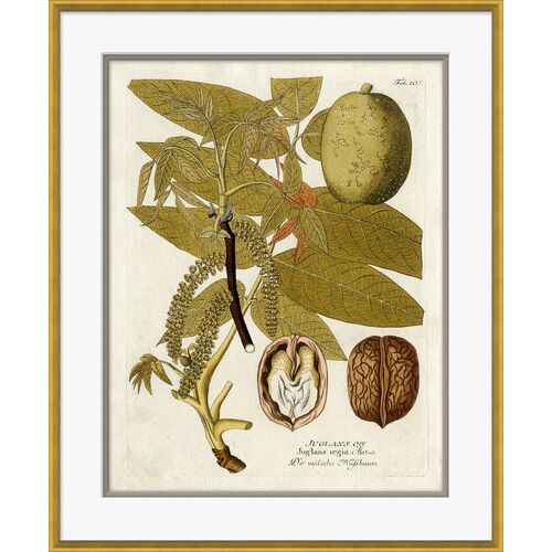 18th Century Botanical Engravings 18th Century Botanical Engravings
