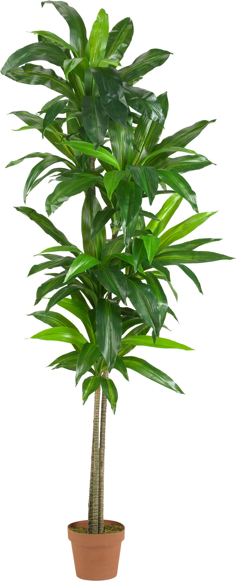 baby ponytail palm Ponytail Palm Indoor Plant main image 0