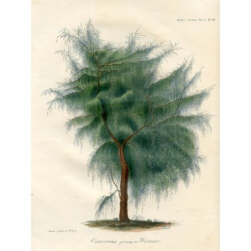 Whistling Pine Tree, 1818 Engraving~P77637172