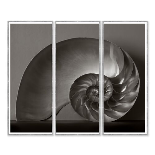 Triptych, Nautilus~P77636490